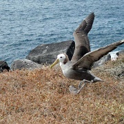 Albatross, Espanola 118.jpg