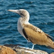 Blue-footed booby, North Seymour 12.JPG