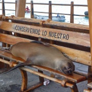 Galapagos Sea Lion, San Cristobal 2.JPG