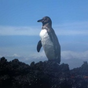 Galapagos penguin, Santiago 22.JPG