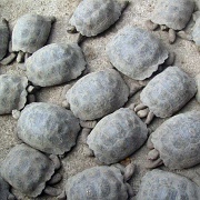 Isabela Island Tortoise Breeding Center 11.jpg
