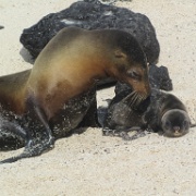 Mann Beach, San Cristobal, baby sea lion 32.jpg