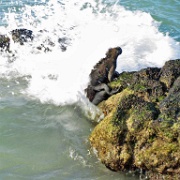 Marine iguana, Bachas Bay, Santa Cruz 101.jpg
