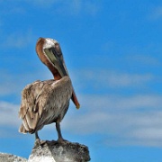 Pelican, Bachas Bay, Santa Cruz 107.jpg