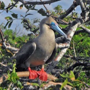Red-footed booby, Genovesa 06.JPG