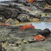 Sally Light-foot crabs, Bachas Bay, Santa Cruz 103.jpg