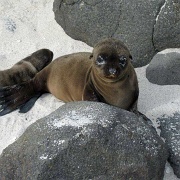 Sea Lion pup, Mosquera, Galapagos 114.jpg