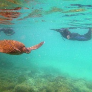 Sea Turtle, Galapagos 1000179.jpg