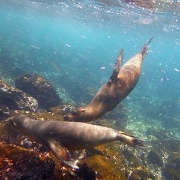 Sea lions, Galapagos 1000346.jpg