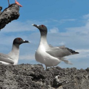 Swallow-tailed Gulls, Genovesa 13.JPG