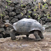 Tortoise, Darwin Research Station, Puerto Ayora 101.jpg