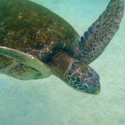Turtle, Isabela 16.jpg