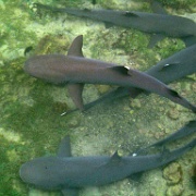 White Tipped Sharks, Isabela 38.jpg