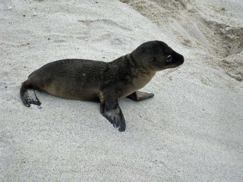 Sea Lion pup, Mosquera Island 112