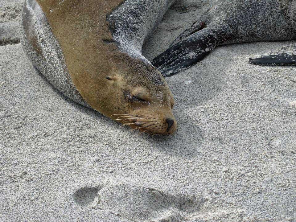 Sea Lion, Mosquera Island 109