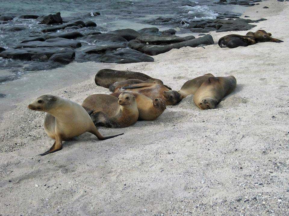 Sea Lions, Mosquera Island 101