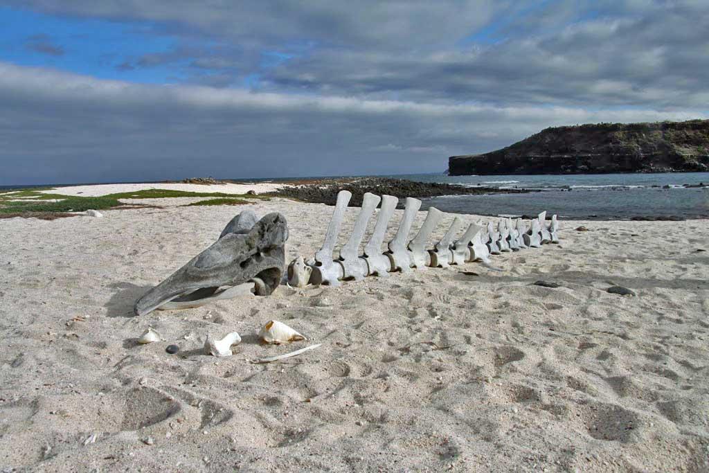 Whale bones, Mosquera Island 2412