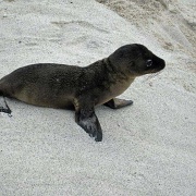 Sea Lion pup, Mosquera Island 112.jpg