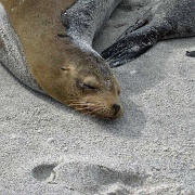 Sea Lion, Mosquera Island 109.jpg