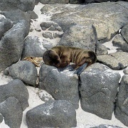 Sea Lion, Mosquera Island 113.jpg