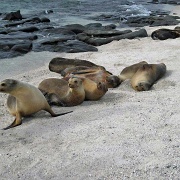 Sea Lions, Mosquera Island 101.jpg