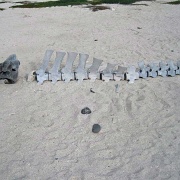 Whale bones, Mosquera Island 116.jpg