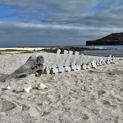 Whale bones, Mosquera Island 2412.jpg