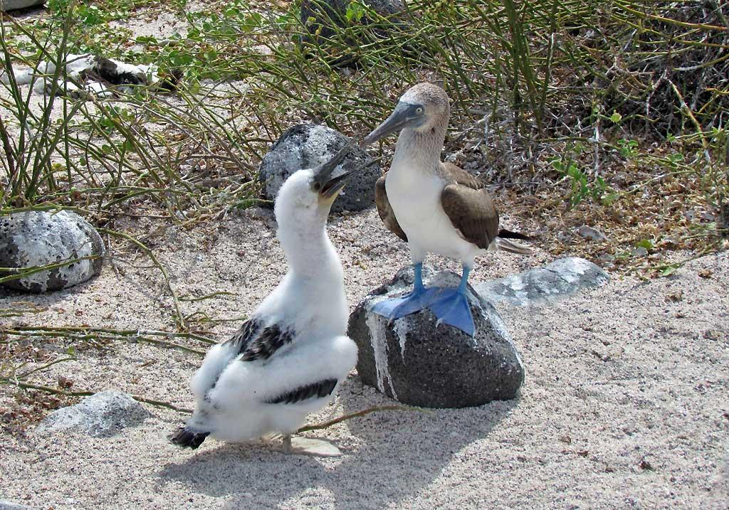 Blue Footed Booby and chick, North Seymour 221