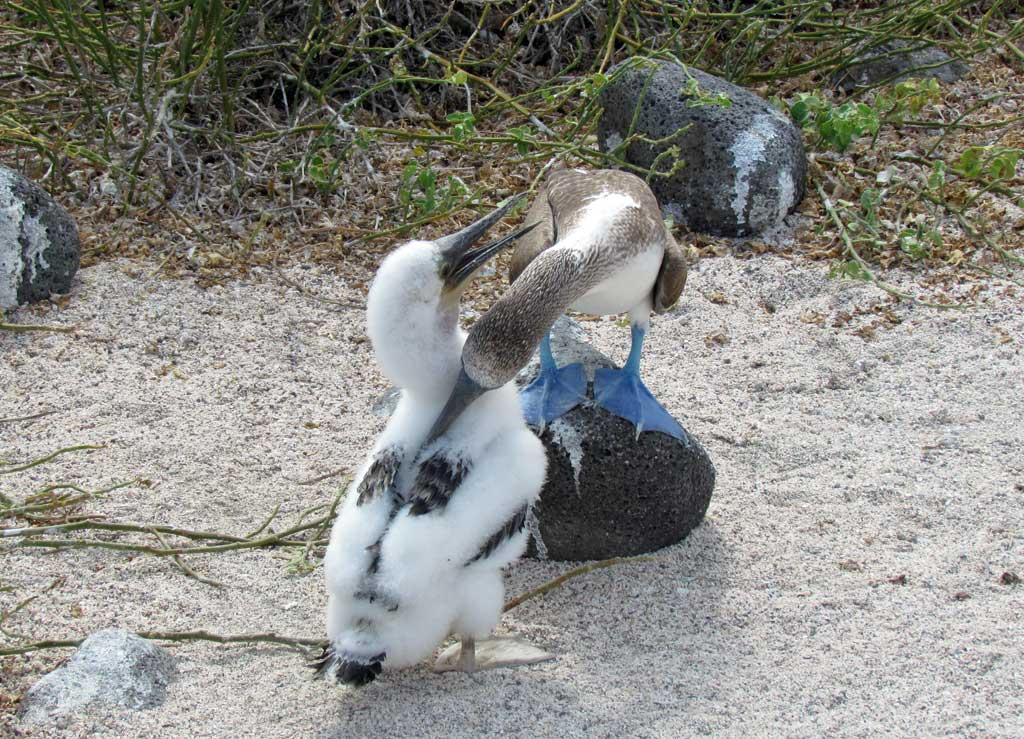 Blue Footed Booby and chick, North Seymour 222