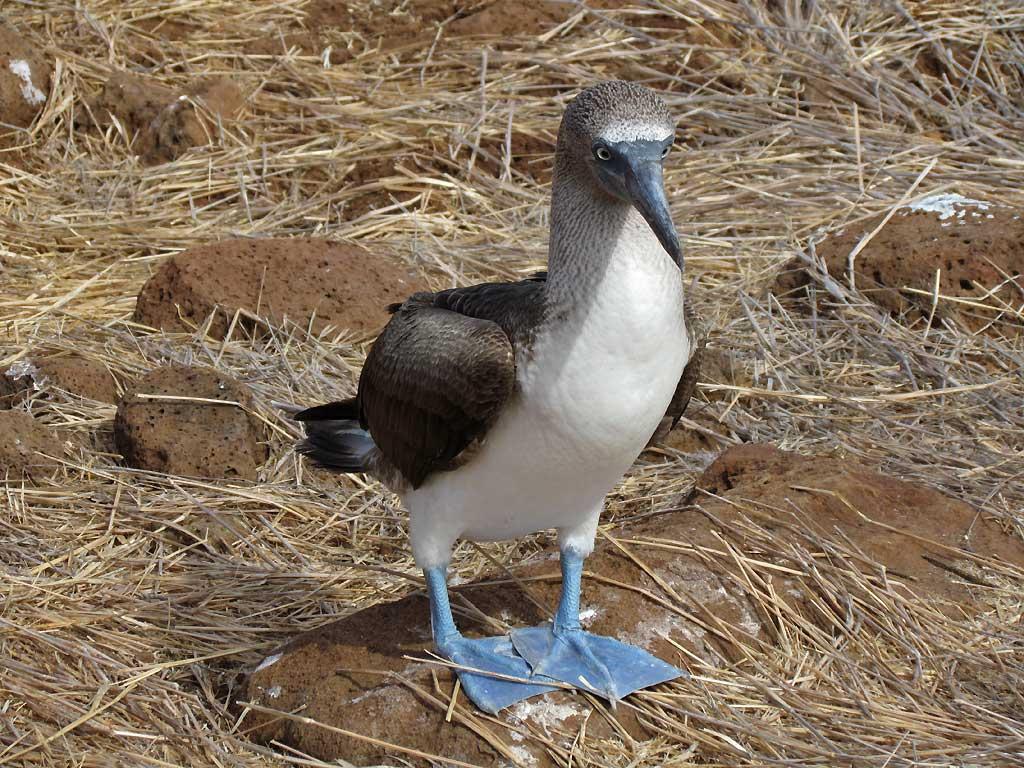 Blue Footed Booby, North Seymour 214