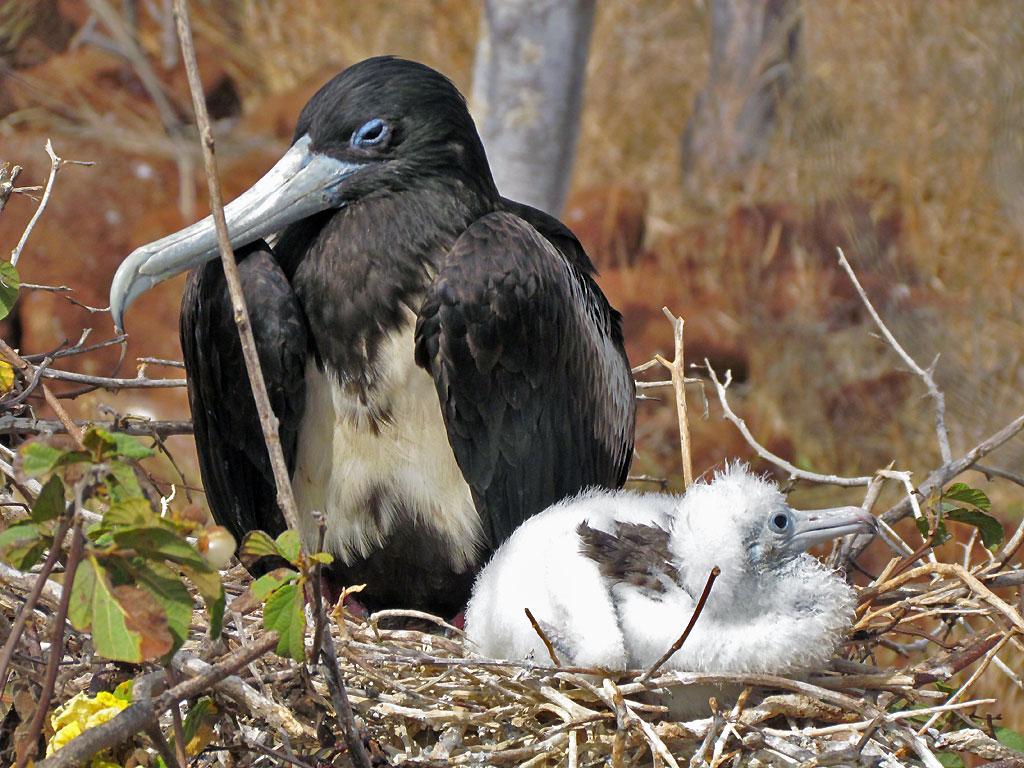 Female frigate bird with young, North Seymour 210