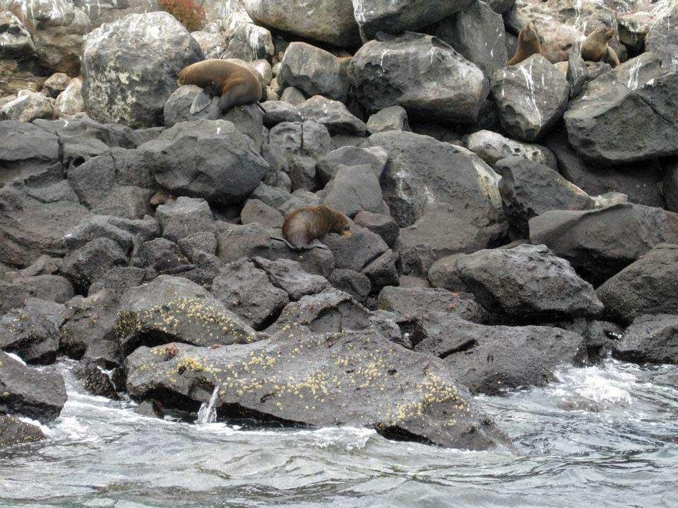 Fur seals, North Seymour 122