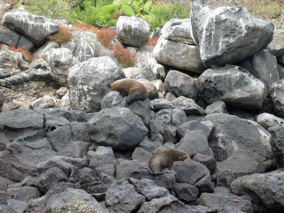 Fur seals, North Seymour 123