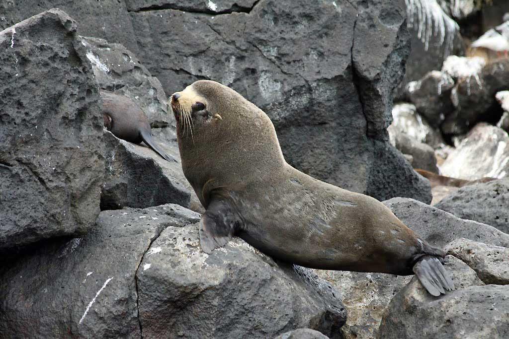 Fur seals, North Seymour 2375