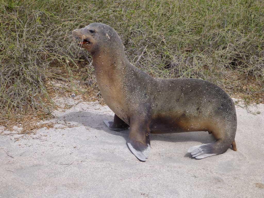 Galapagos sea lion, North Seymour 218