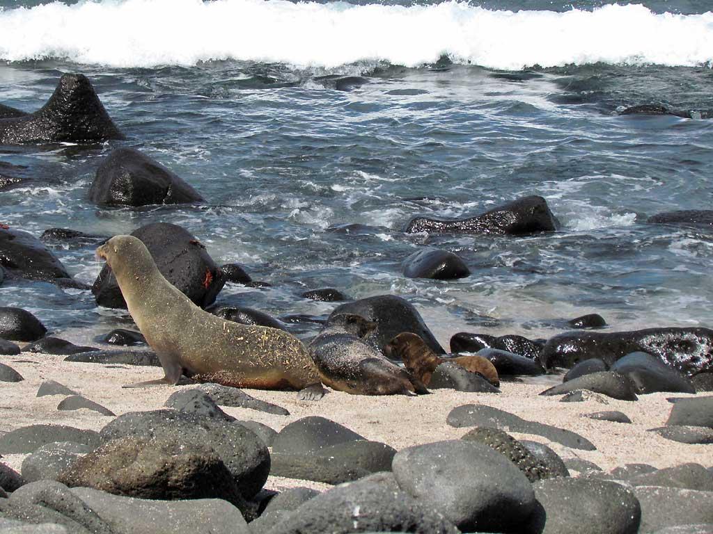Galapagos sea lions, North Seymour 223