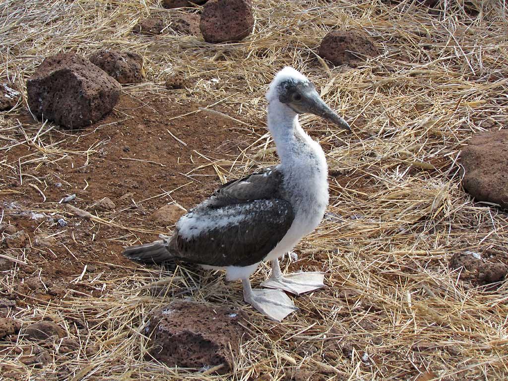 Juvenile, Blue Footed Booby, North Seymour 213