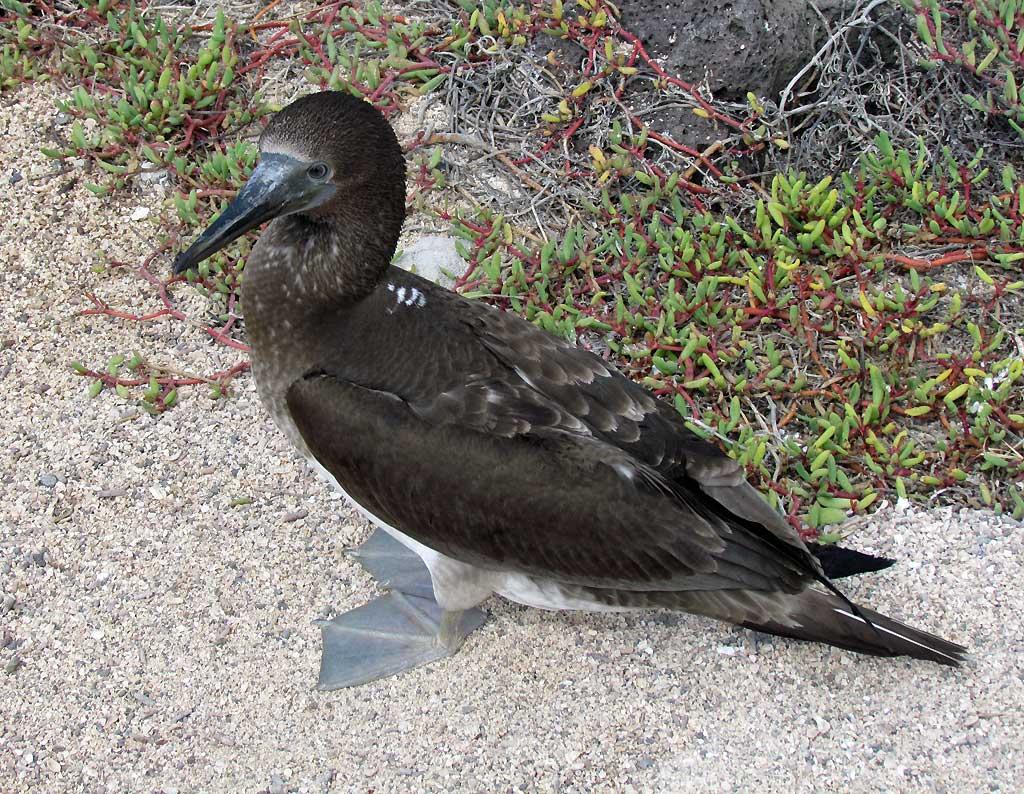 Juvenile, Blue Footed Booby, North Seymour 224