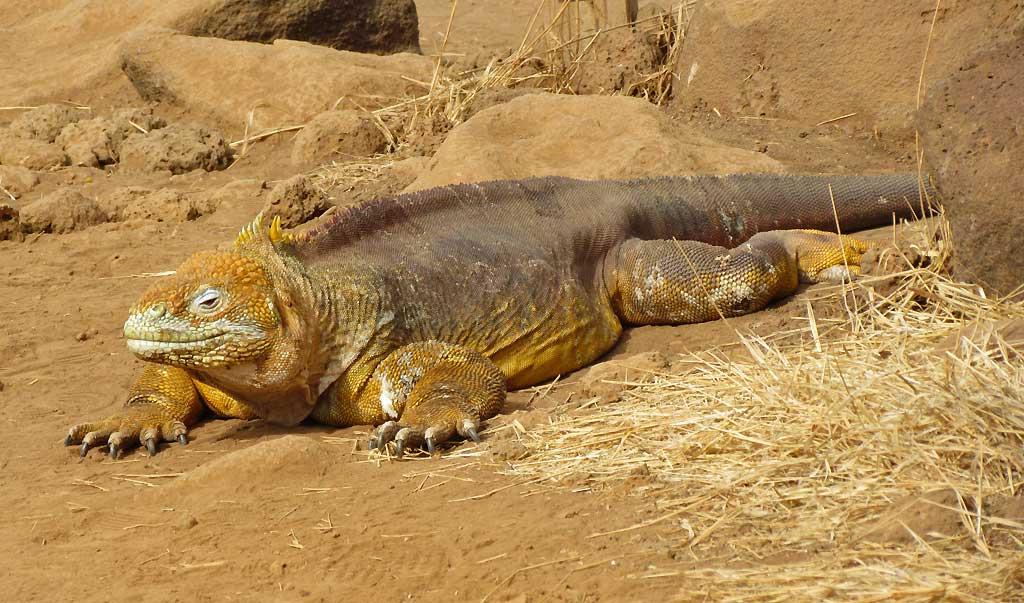 Land iguana, North Seymour 201