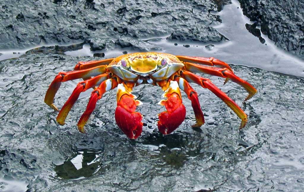 Sally Light Foot Crab, North Seymour 206