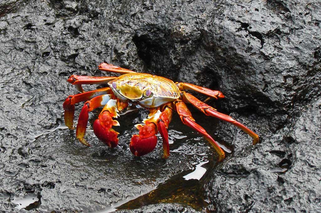 Sally Light Foot Crab, North Seymour 208