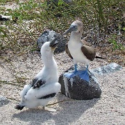 Blue Footed Booby and chick, North Seymour 221.jpg