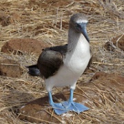 Blue Footed Booby, North Seymour 214.jpg