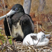 Female frigate bird with young, North Seymour 210.jpg