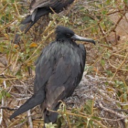 Frigate bird, North Seymour 202.jpg