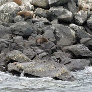 Fur seals, North Seymour 122.jpg
