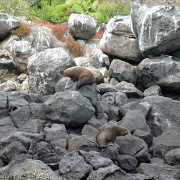 Fur seals, North Seymour 123.jpg