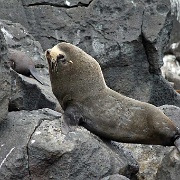 Fur seals, North Seymour 2375.jpg