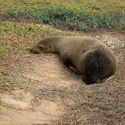 Galapagos sea lion, North Seymour 113.jpg