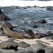 Galapagos sea lions, North Seymour 223.jpg